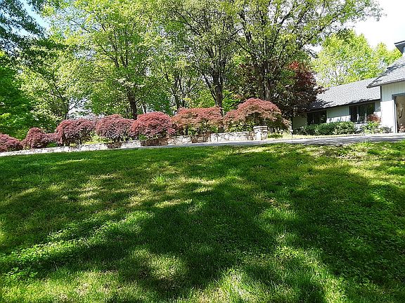 Japanese maples.