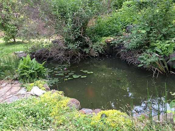 Koi pond