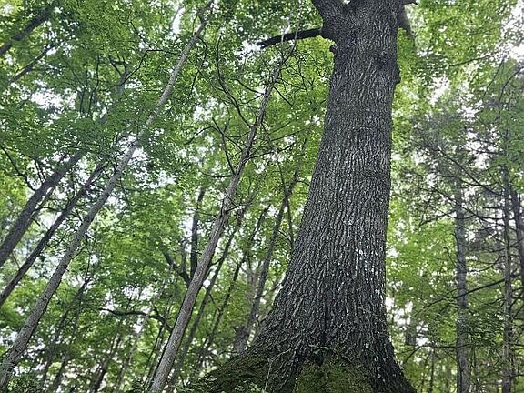 4th image of 5 Bridgeport Benson Rd