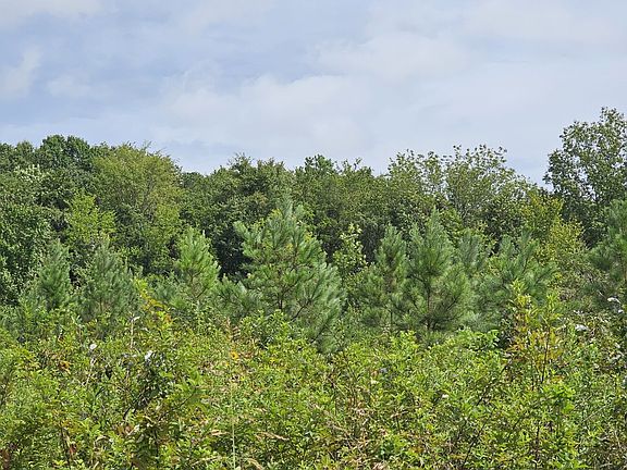 Seven year old planted pine in center of the property.