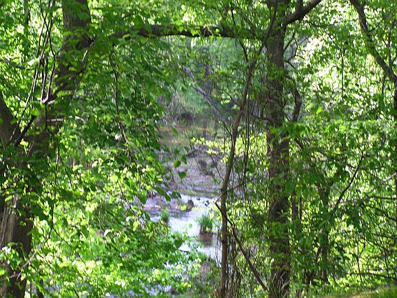 Back Yark Creek, Woods, Trees, Birds
