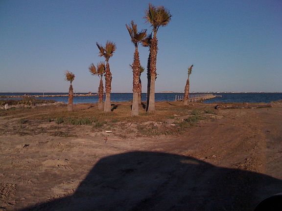 Palm Trees near Boat Ramp