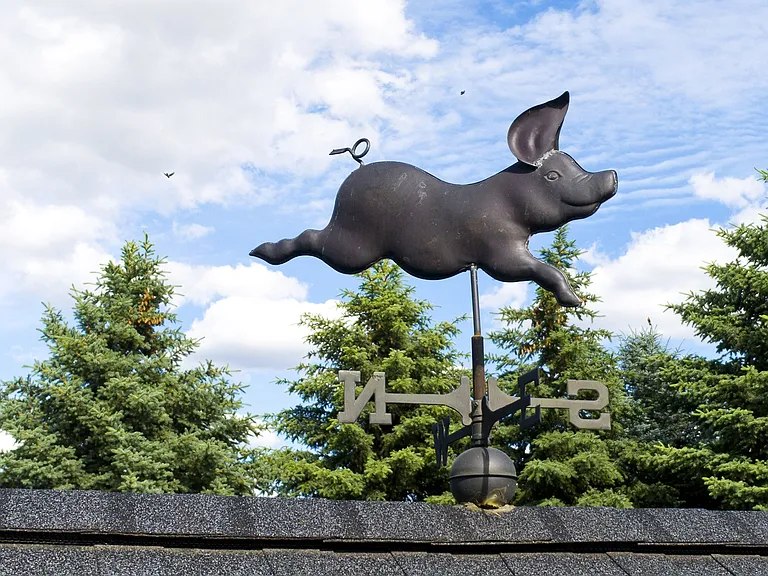 The Whimsical Pig