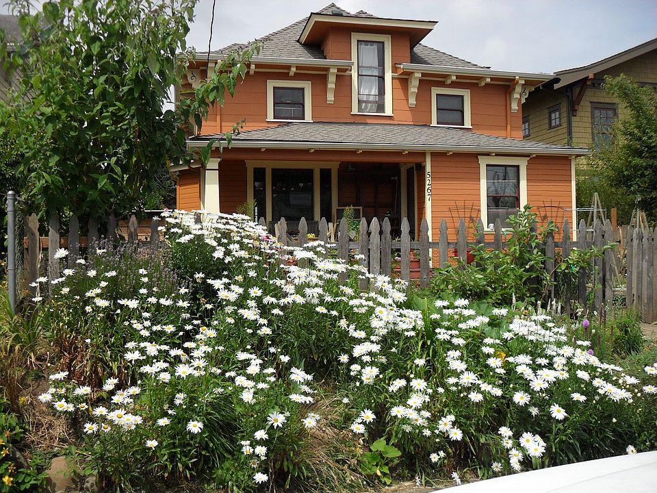 Our daisy garden and home