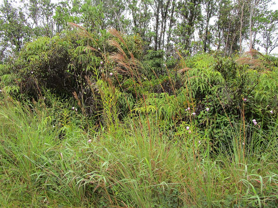 2nd image of Malia Aina Rd Lot 1