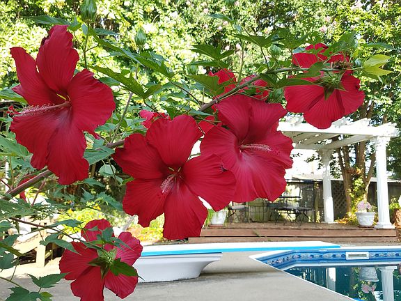 Hibiscus, pergola, pool