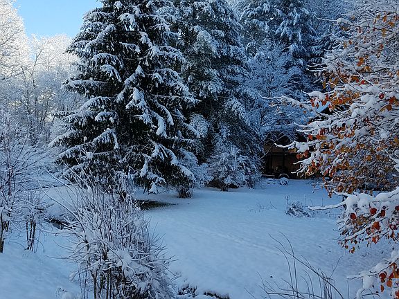 Fir & White Pine Trees