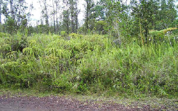 1st image of 40th St Lot 74