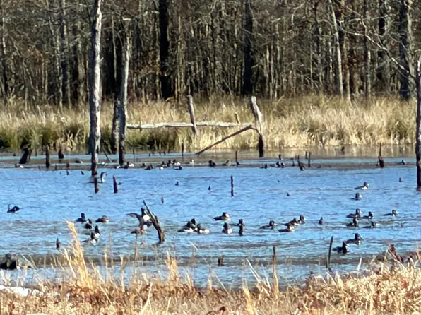 County Road 4425, Annona, TX 75550