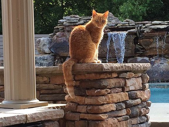 Cat not included 