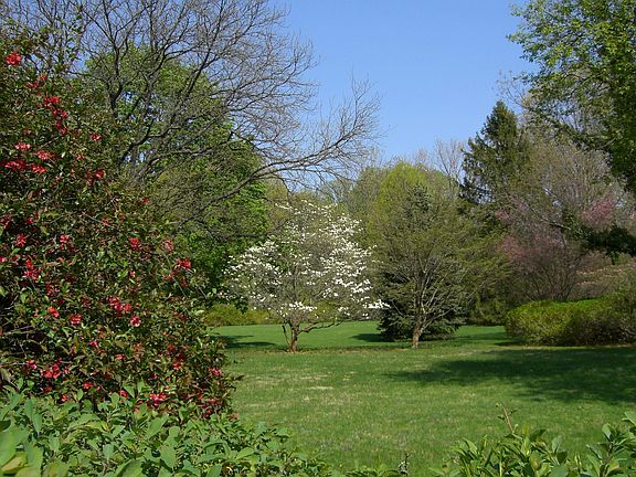 Front yard