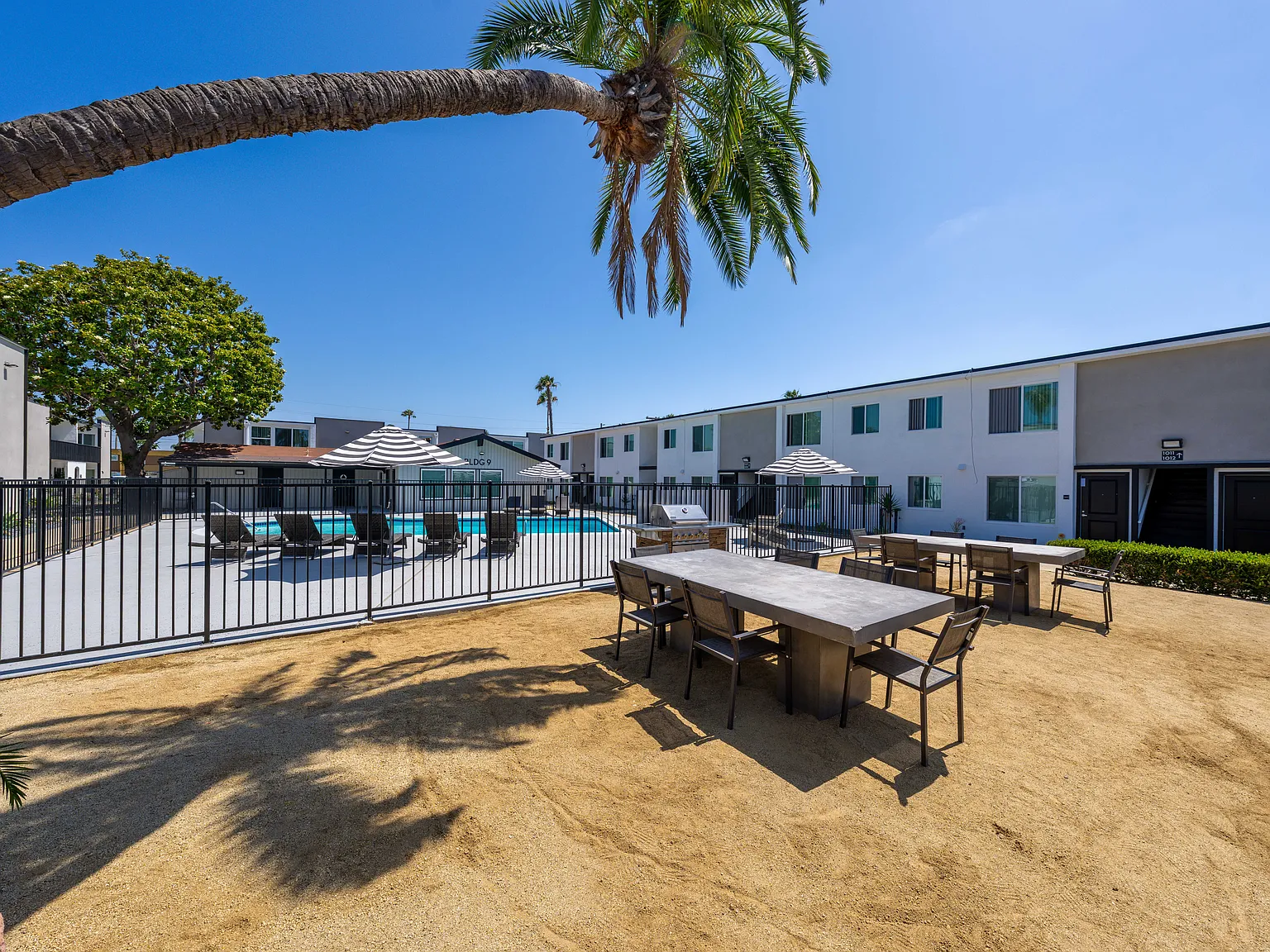 Palmera — Photo 4