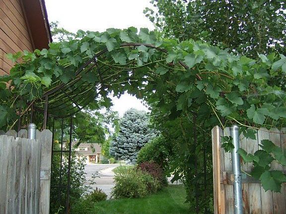 Pergola covered with grape vines