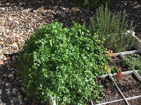 One of 2 raised bed gardens