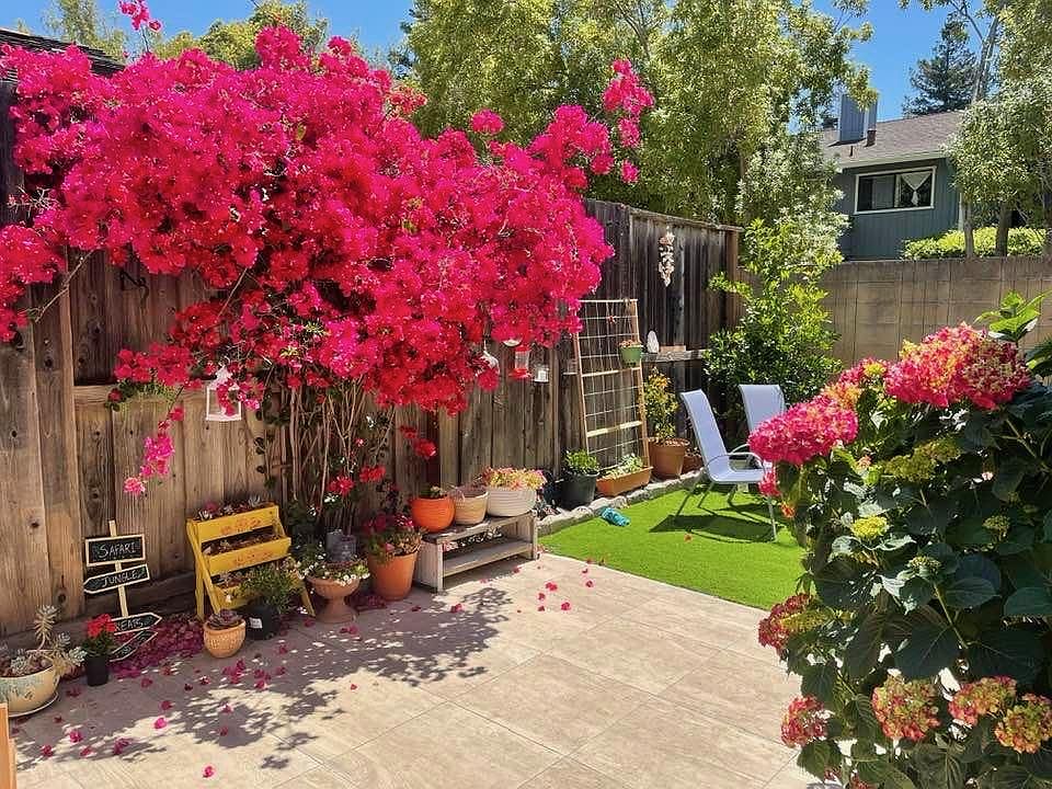 A typical summer backyard
