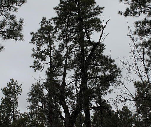 4th image of 1300 W Manzanita Dr