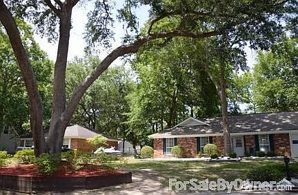 Large Live Oak Tree
