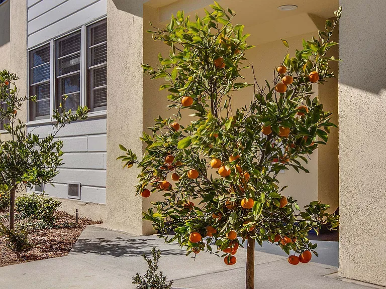 Orange tress flourish throughout the community with 2 outside of each entrance