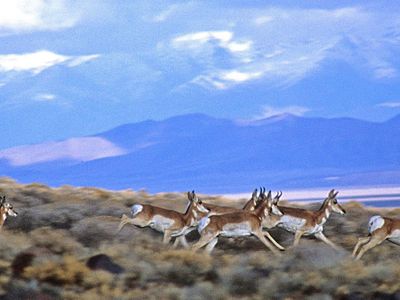 002-131-11 Pioneer Dr, Lovelock, NV, 89419