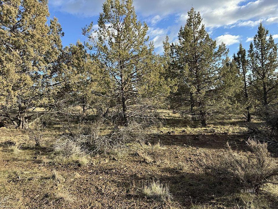 1st image of Canvasback