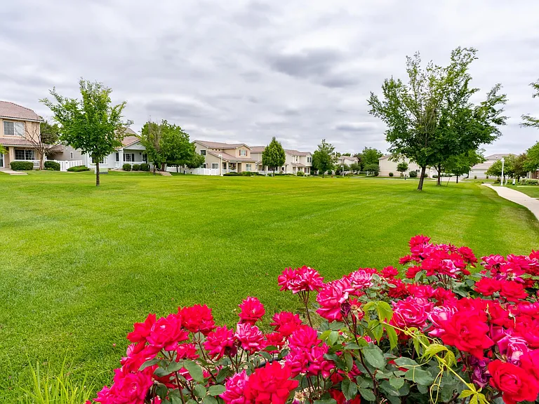 Common Backyard