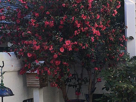 Camelia tree in courtyard