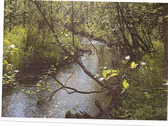 WEST BRANCH OF THE RIFLE RIVER)