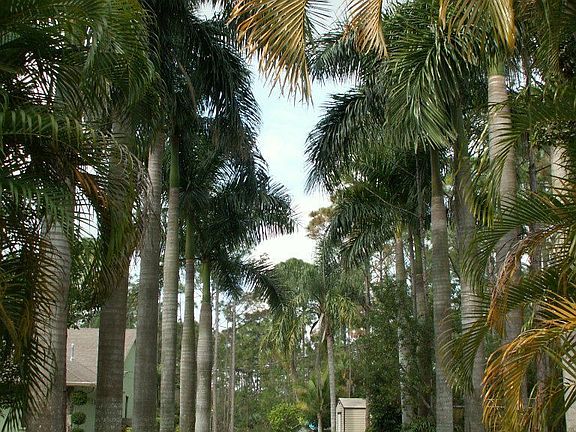 Dramtic Entry w/ Royal Palms