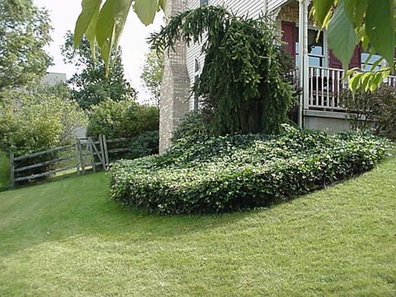 Front Landscaping