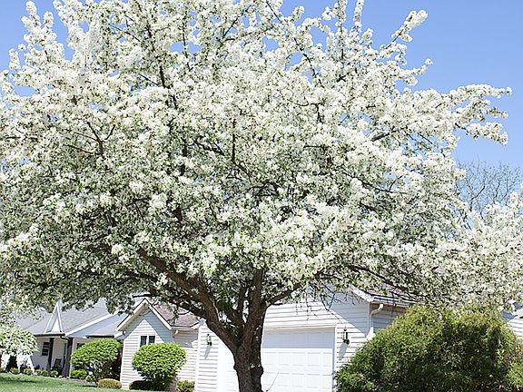 Flowering trees on property