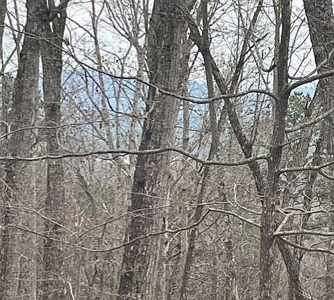 5th image of 0 Brumby Run #8