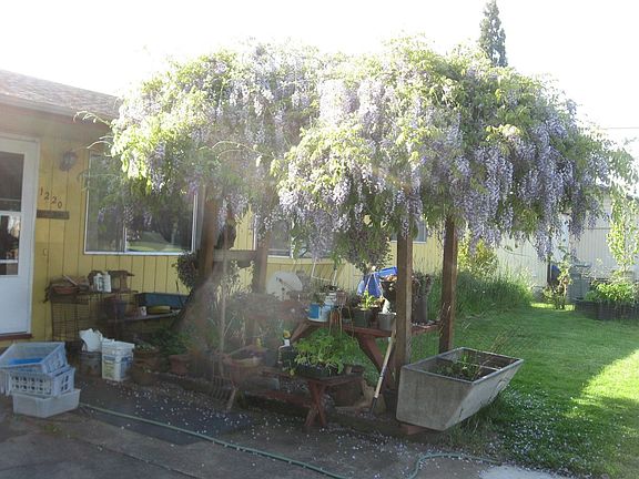 Wisteria in full bloom