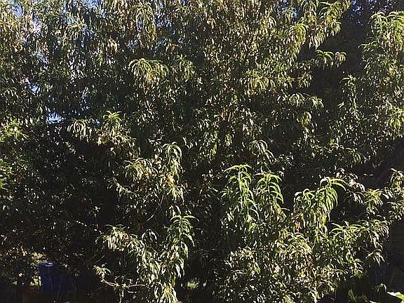 Mature Nectarine tree