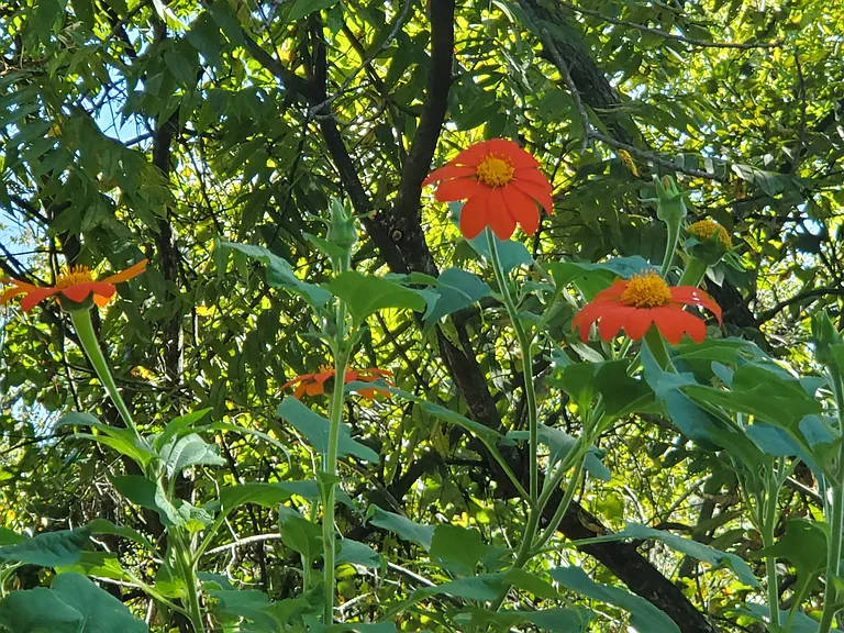 Spring Valley — Photo 14