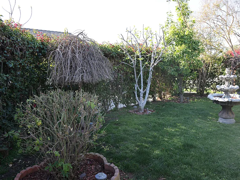 Front yard