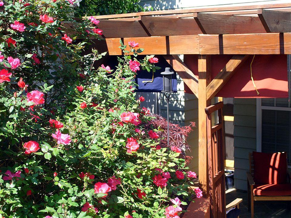 back with pergola