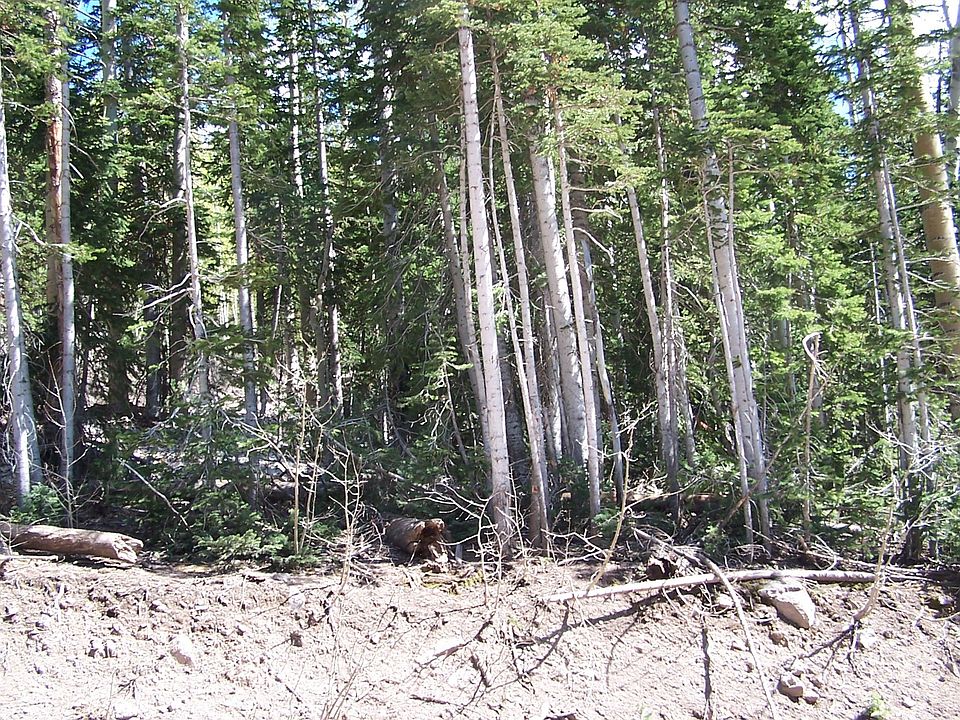 2nd image of 4 S Ponderosa Dr