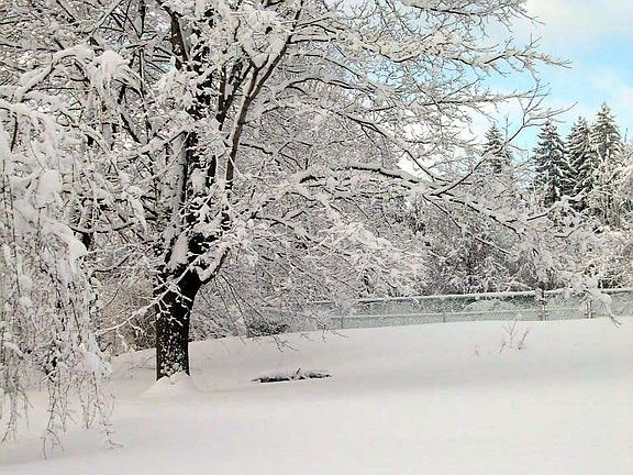 Backyard in winter