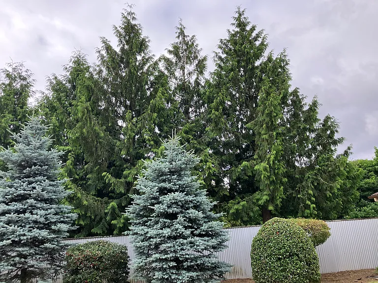 View from back deck