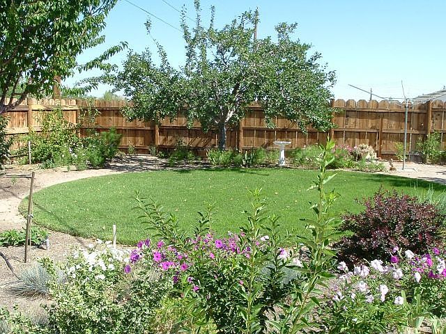 Back yard