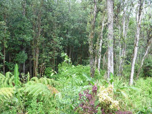 1st image of Road 7 Opeapea Lot 4758