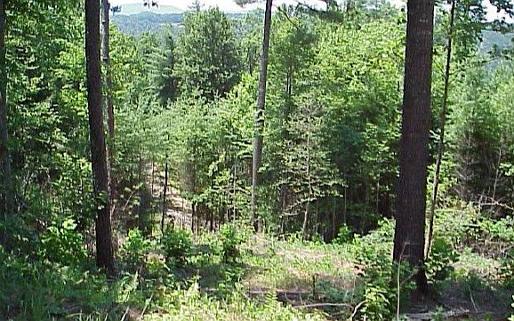 1st image of 11 Lake Appalachia Acres
