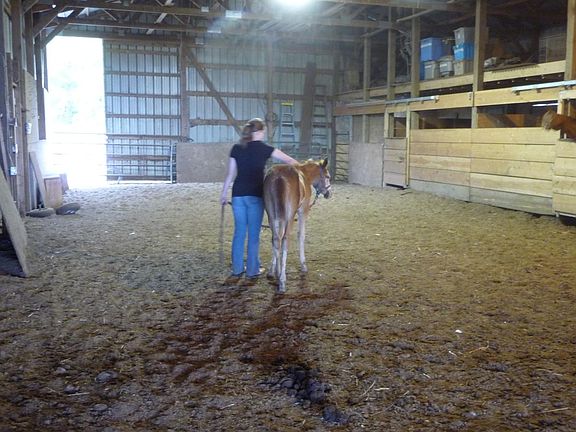 Stall Barn