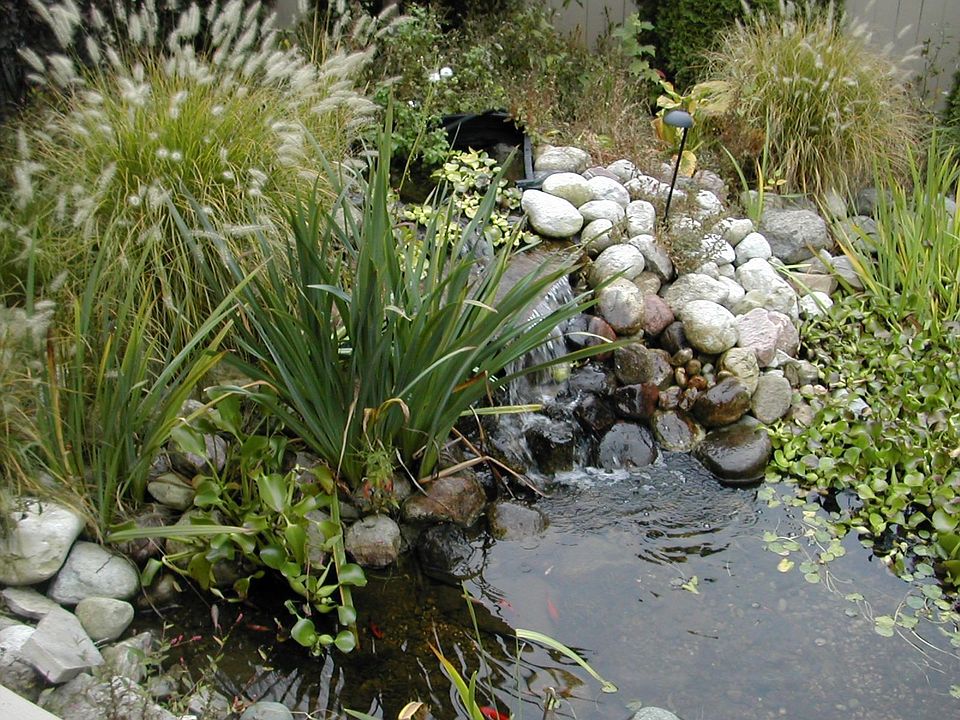 pond