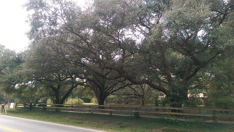Looking NorthWest at front fence along Hargrave Road