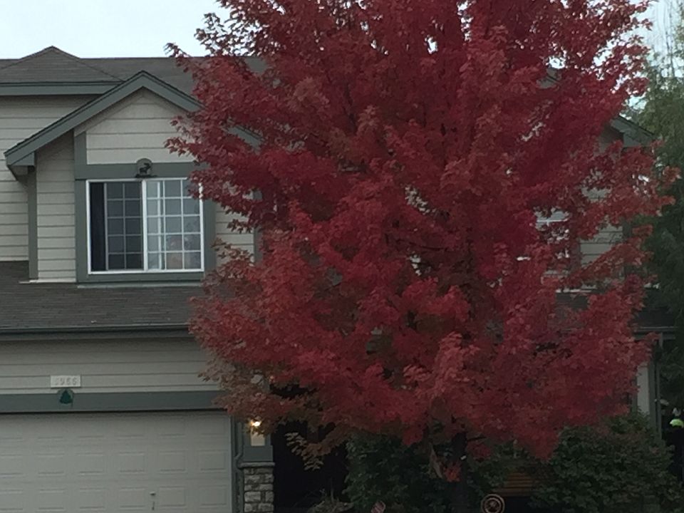 Autumn