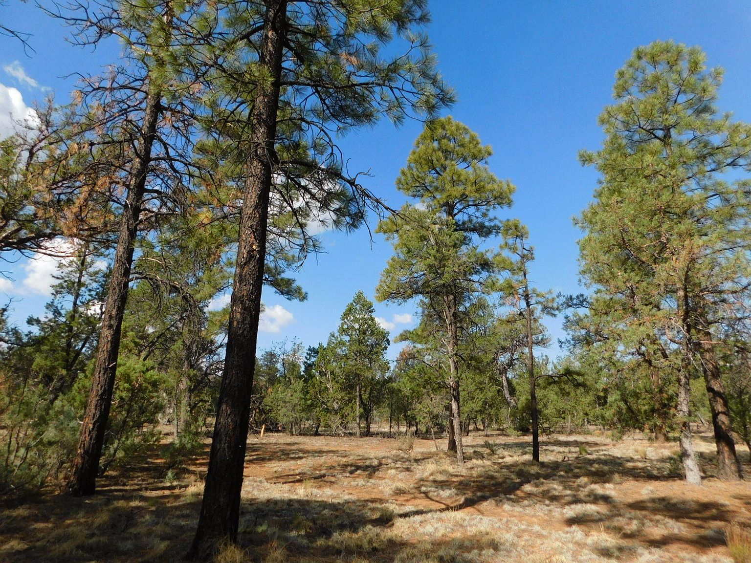 6541 Mogollon Trl, Happy Jack, AZ 86024 Zillow