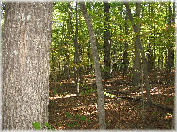 3rd image of 1045 Forest Dr Lot 4