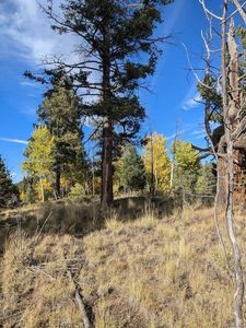 303 Viewcrest Way, Florissant, CO, 80816