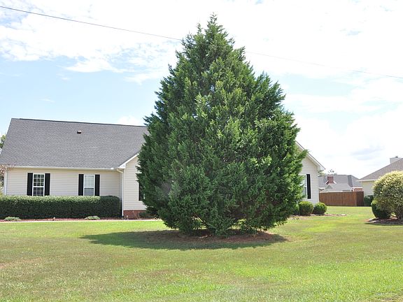 Pine tree in front yard